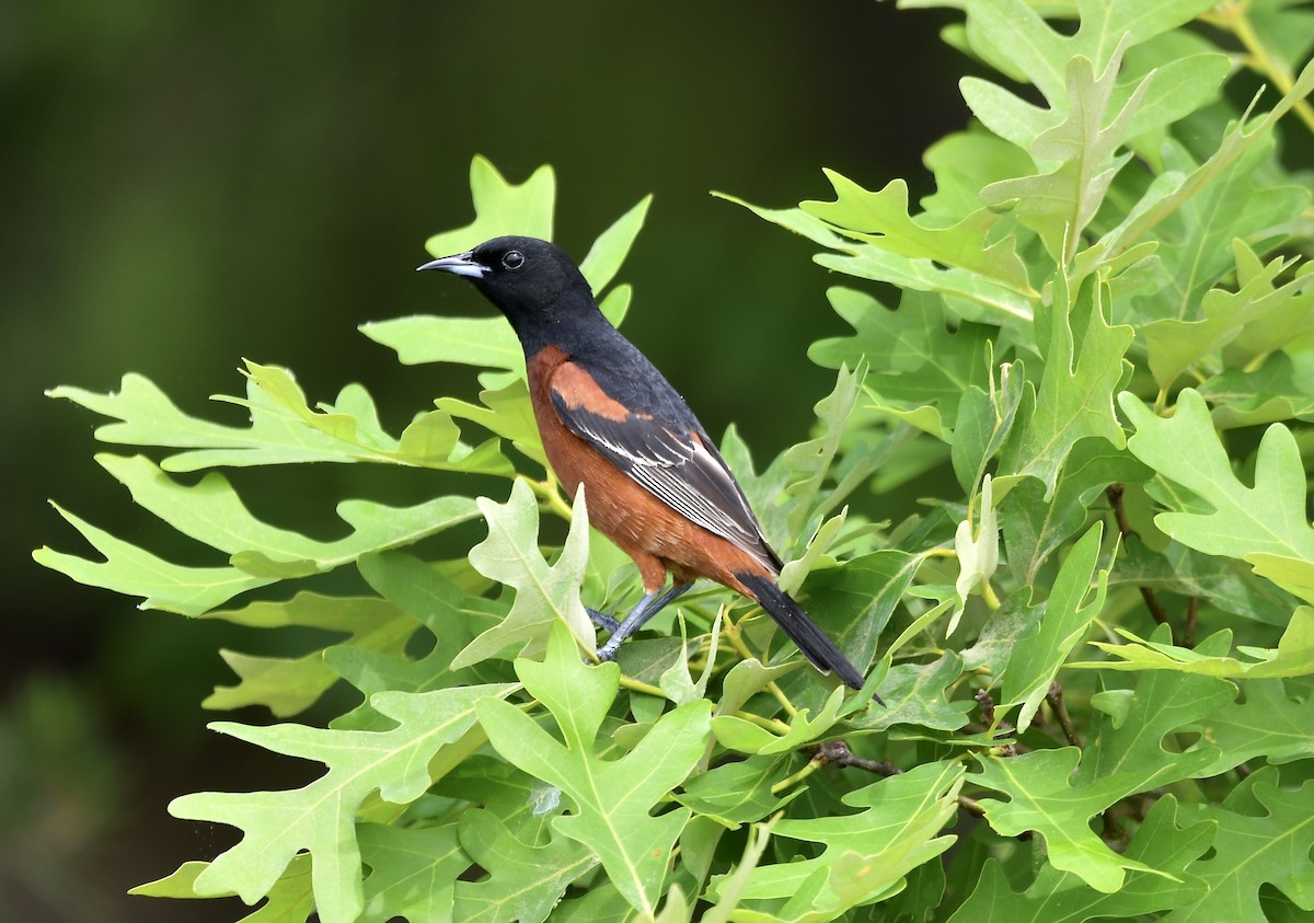 Orchard Oriole - ML618252734