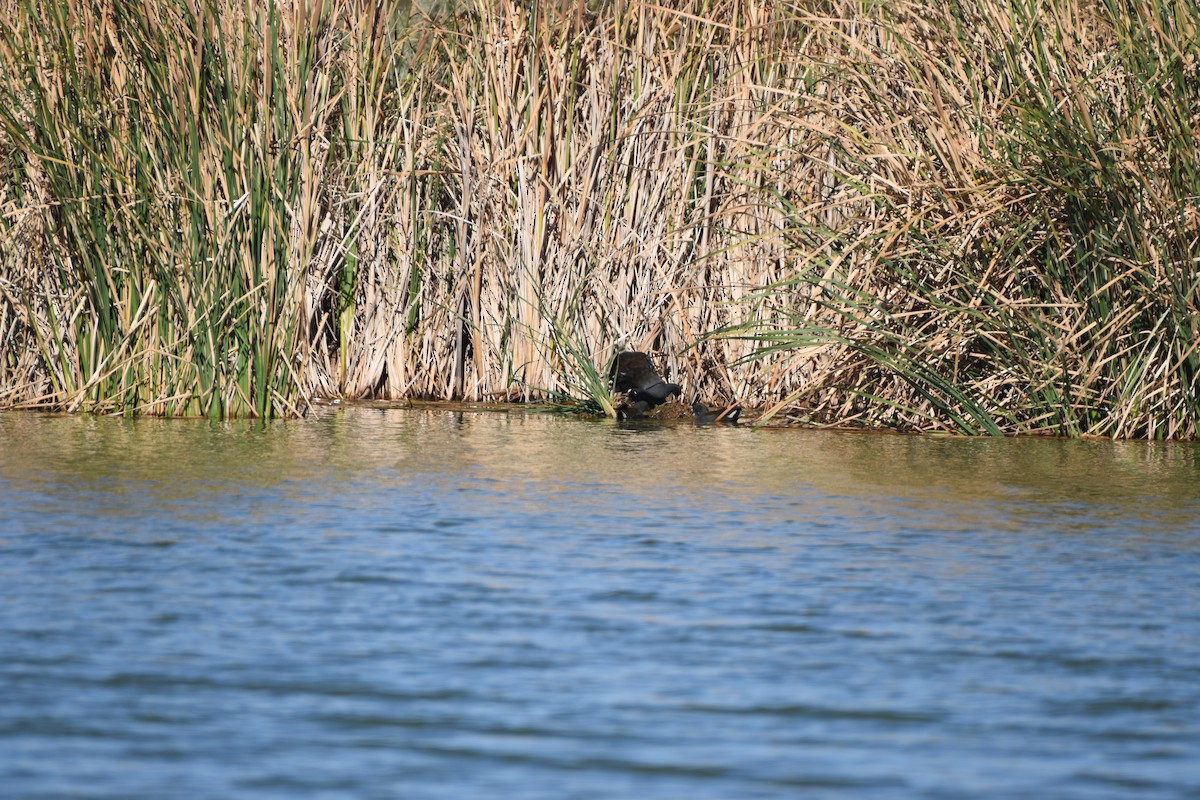 Black-tailed Nativehen - ML618252741