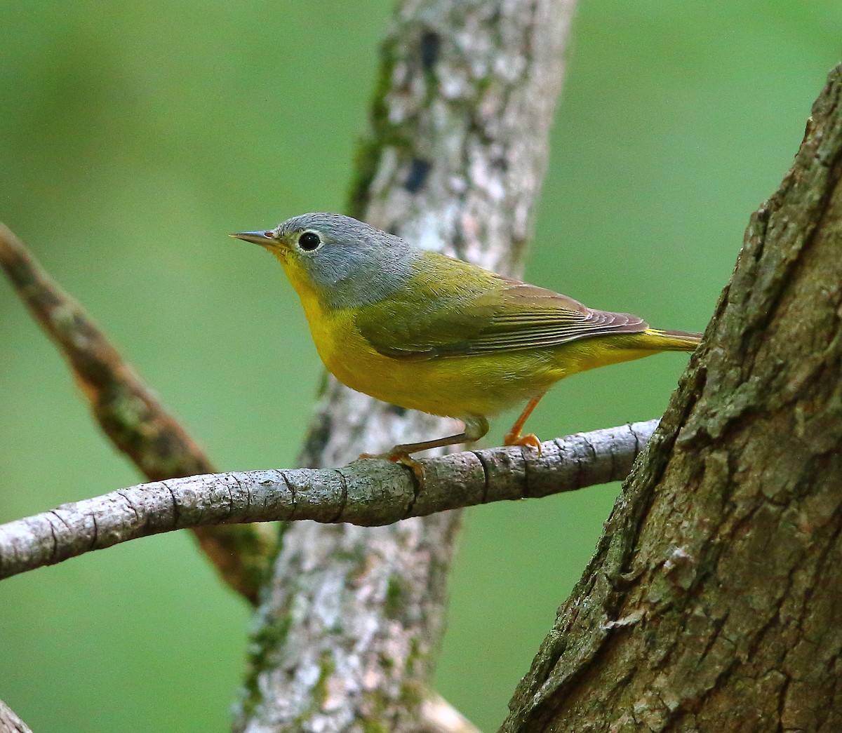 Nashville Warbler - Bala Chennupati