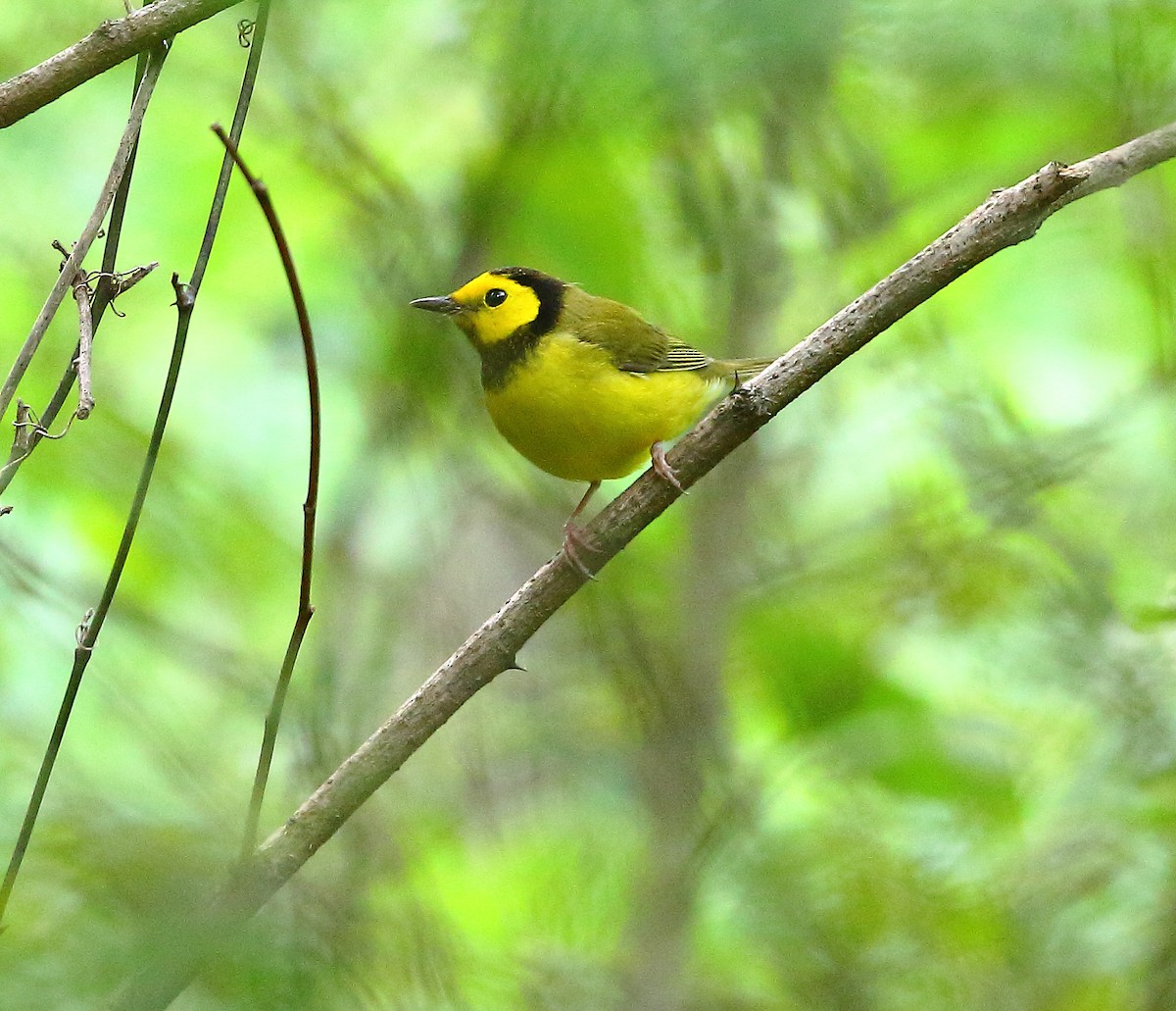 Hooded Warbler - Bala Chennupati