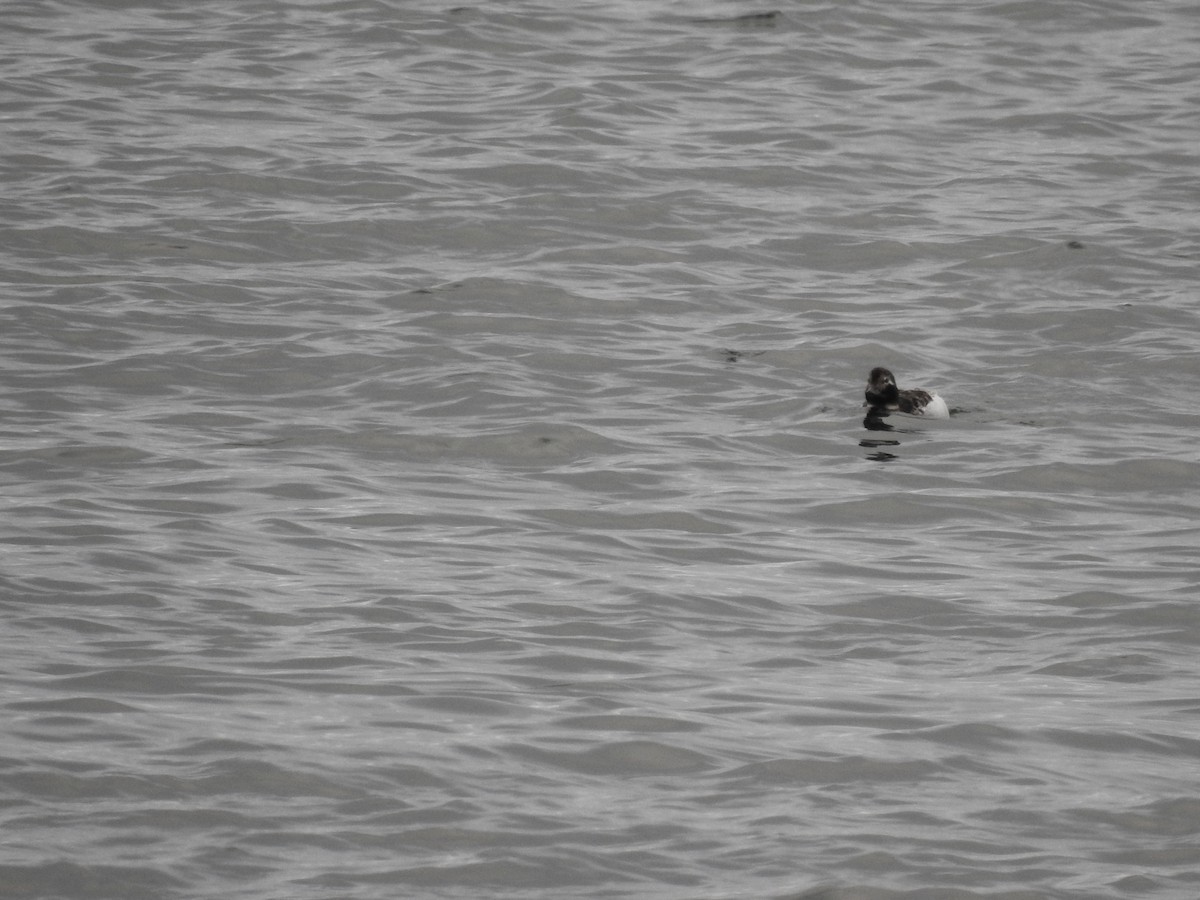 Long-tailed Duck - Ashwin Viswanathan