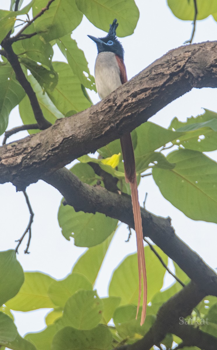 Indian Paradise-Flycatcher - ML618252822