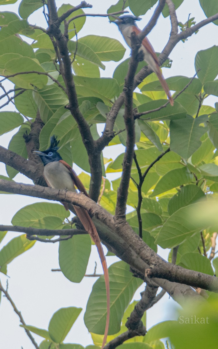 Indian Paradise-Flycatcher - ML618252823