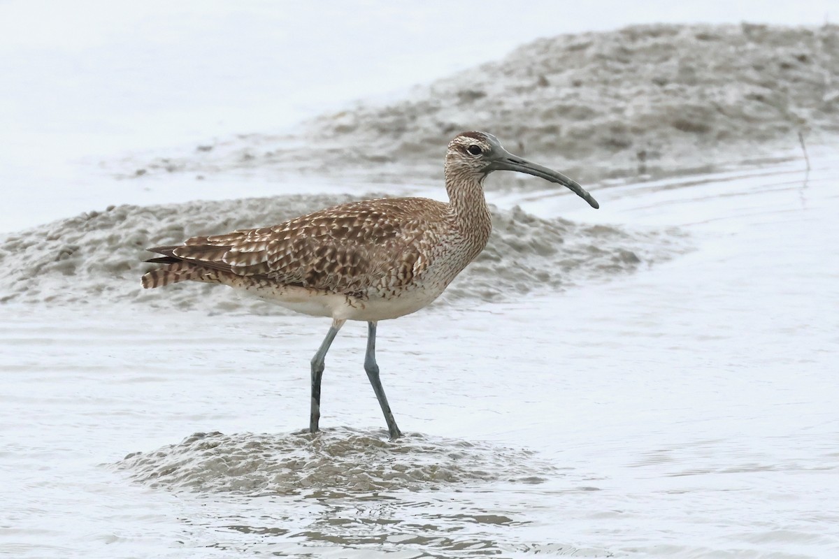 Regenbrachvogel - ML618252831