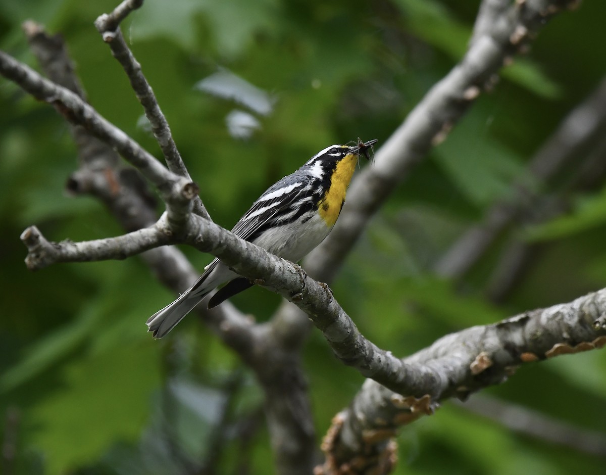 Yellow-throated Warbler - ML618252862