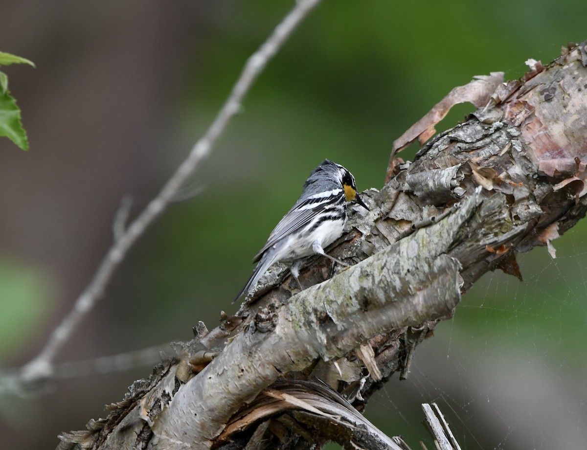 Yellow-throated Warbler - ML618252868