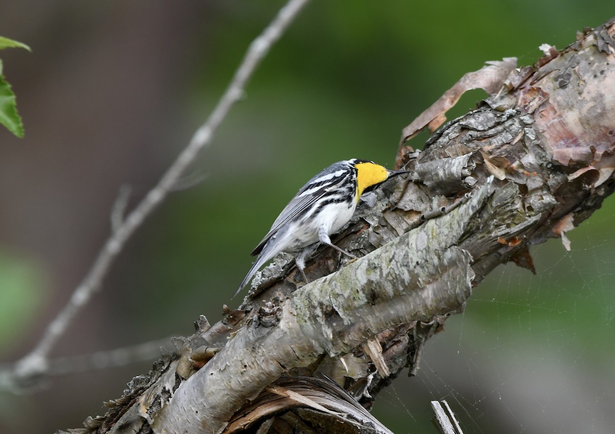 Yellow-throated Warbler - ML618252869