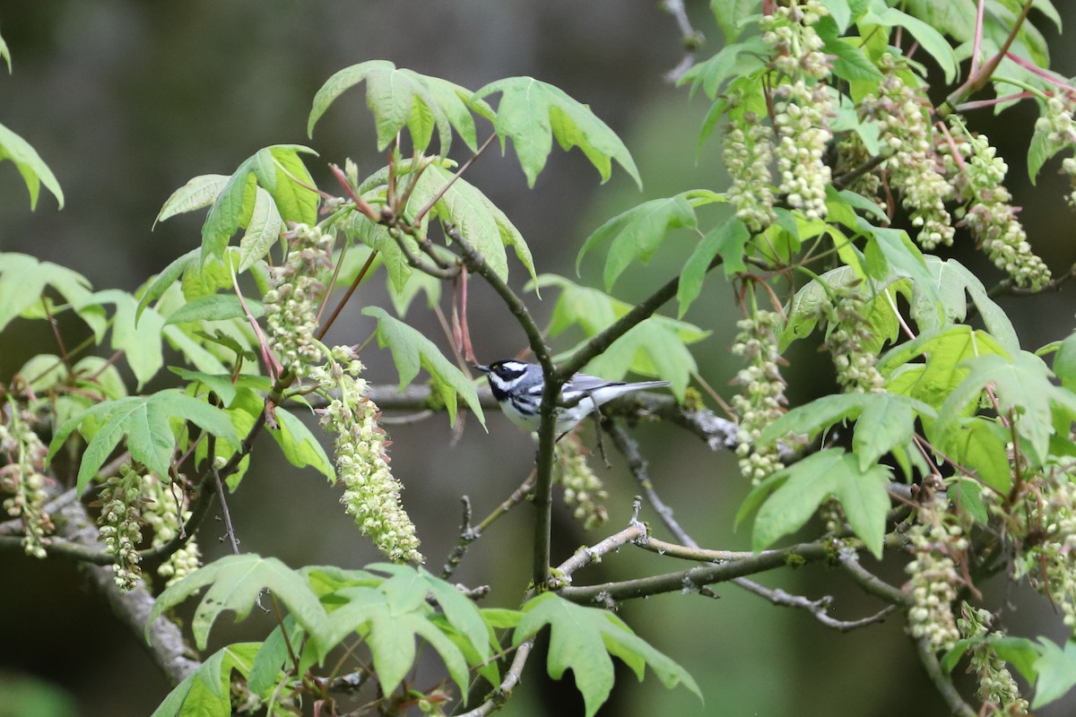 Black-throated Gray Warbler - Eric Habisch