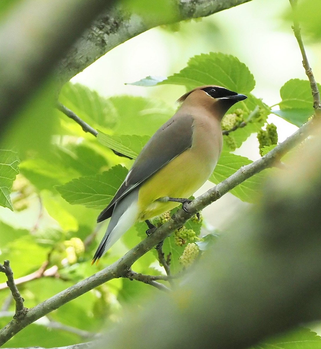 Cedar Waxwing - Rosario Douglas