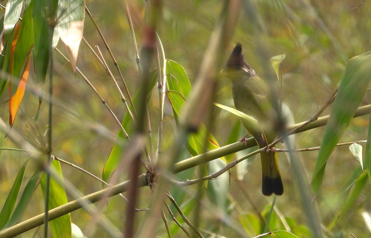 Crested Finchbill - tina shangloo