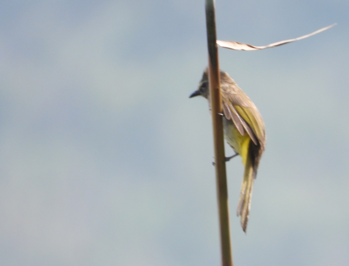 Crested Finchbill - ML618252891