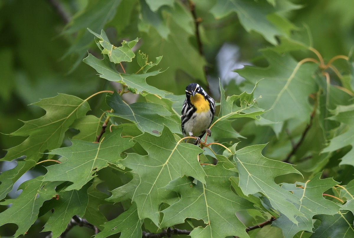 Yellow-throated Warbler - Paul Nielson