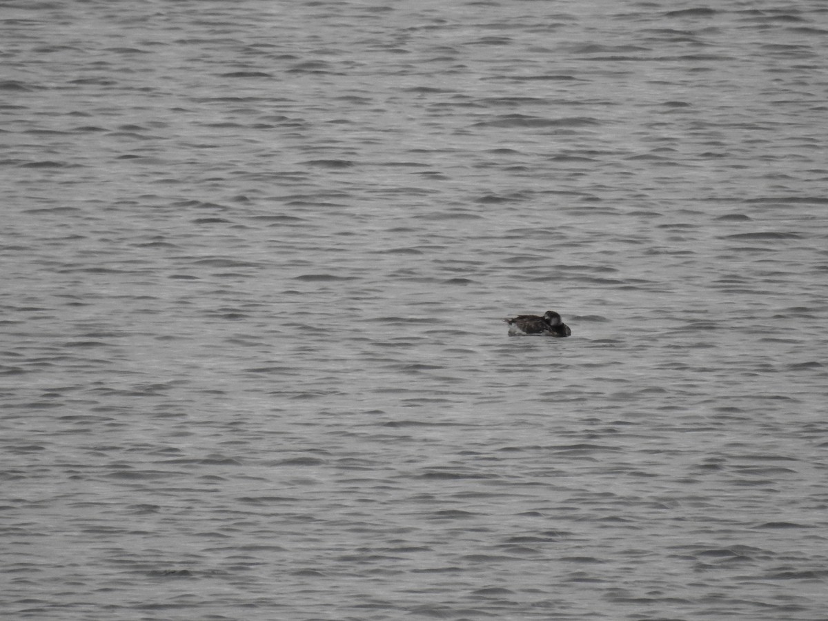 Long-tailed Duck - Ashwin Viswanathan