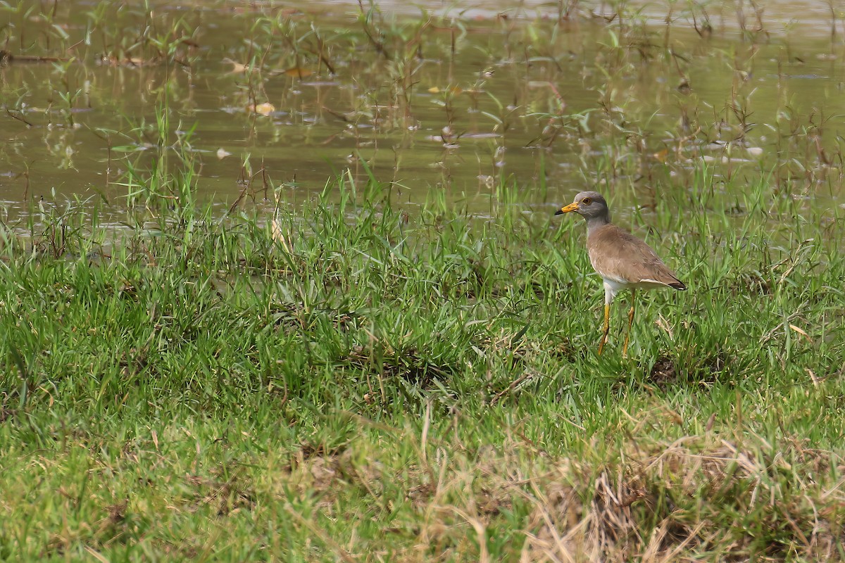 Gray-headed Lapwing - ML618252914