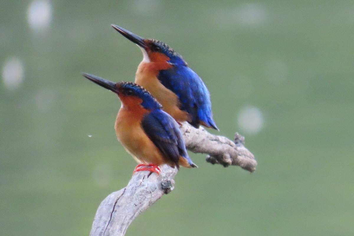Malagasy Kingfisher - Reza Askari