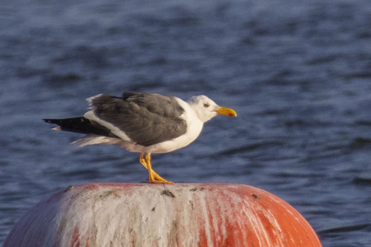 Yellow-footed Gull - Amarilys Lebron