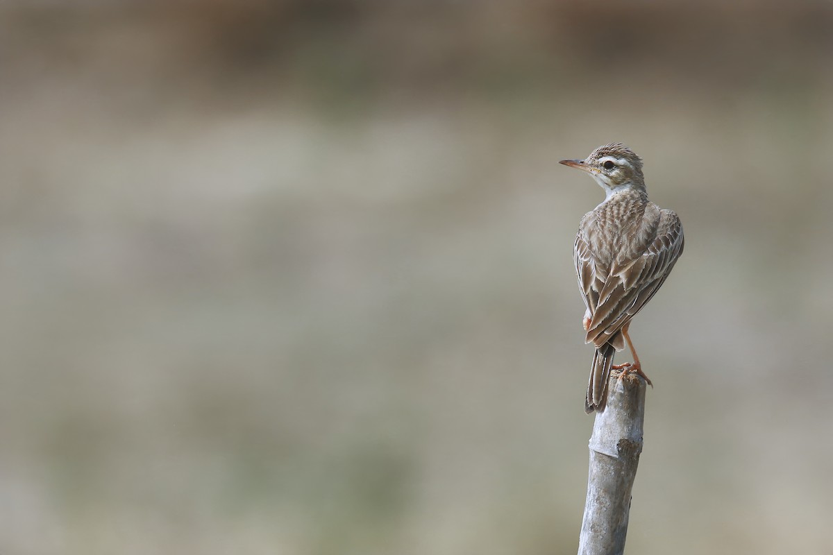 Paddyfield Pipit - ML618252922