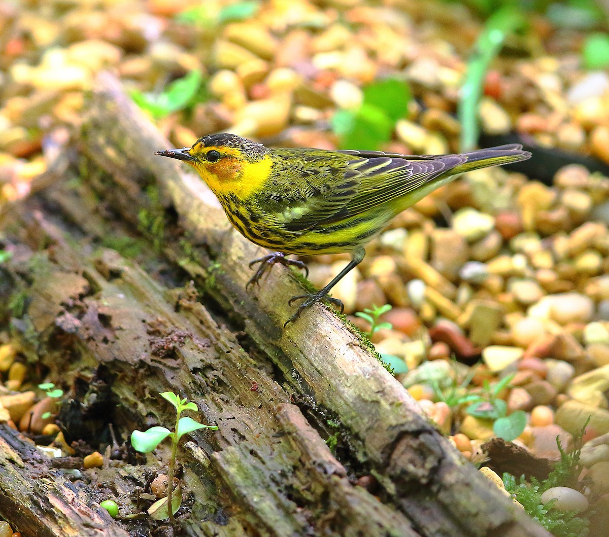 Cape May Warbler - Bala Chennupati