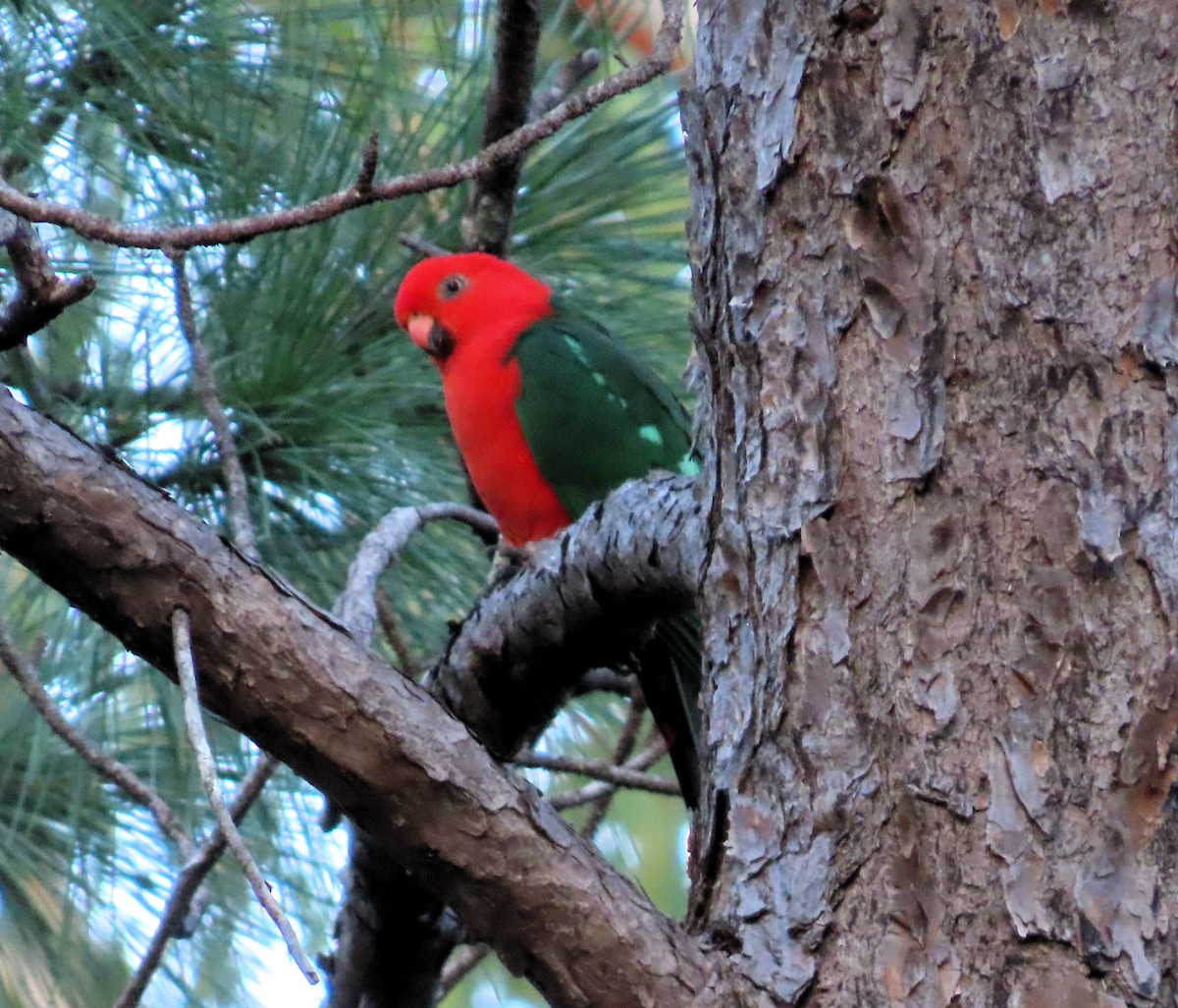 Papagayo Australiano - ML618252951