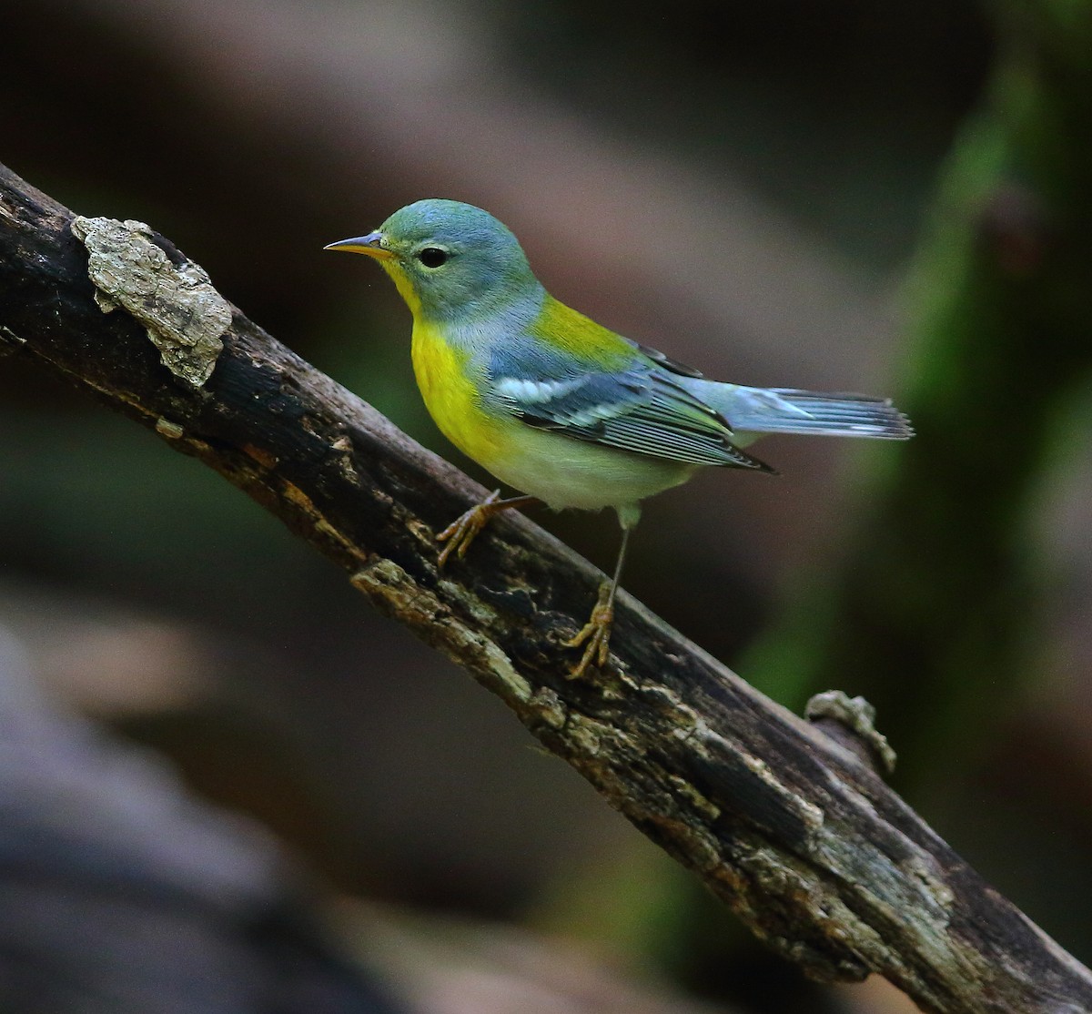 Northern Parula - Bala Chennupati