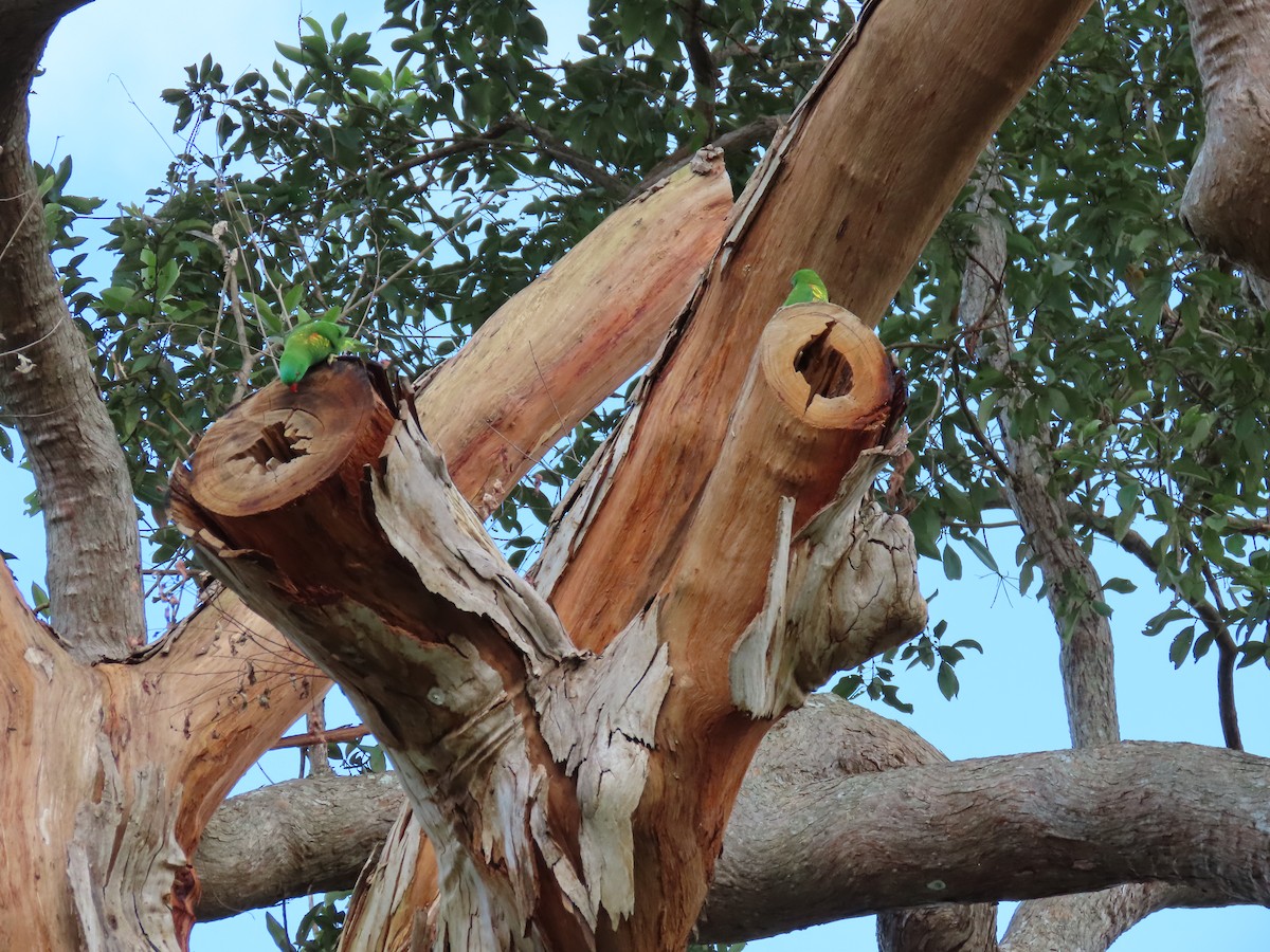 Lori Escuamiverde - ML618252969