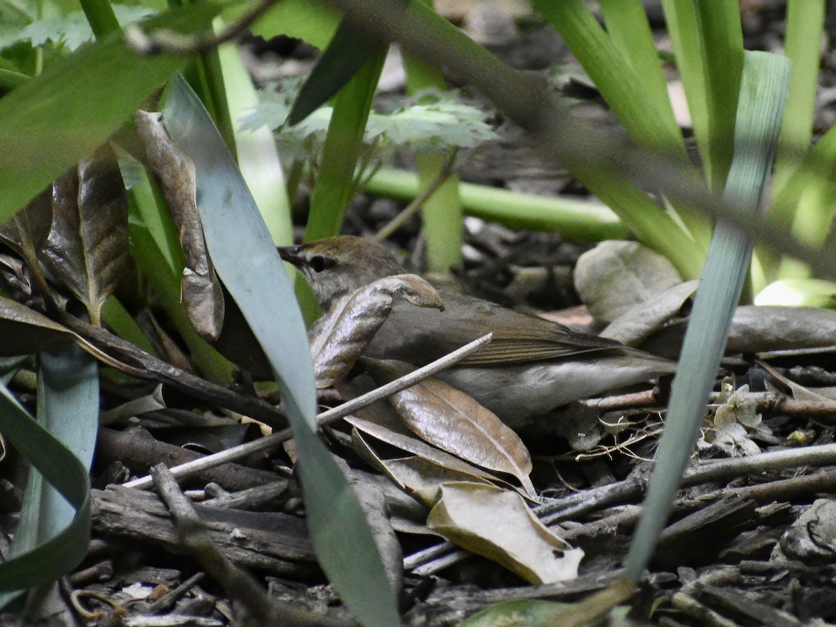 Swainson's Warbler - Patrick McGill