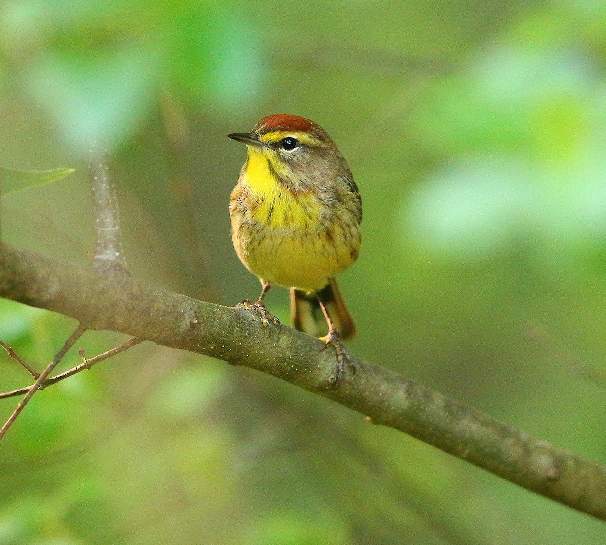 Palm Warbler - Bala Chennupati