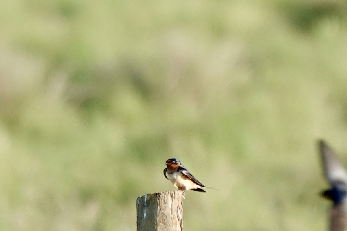 Barn Swallow - Bob Greenleaf