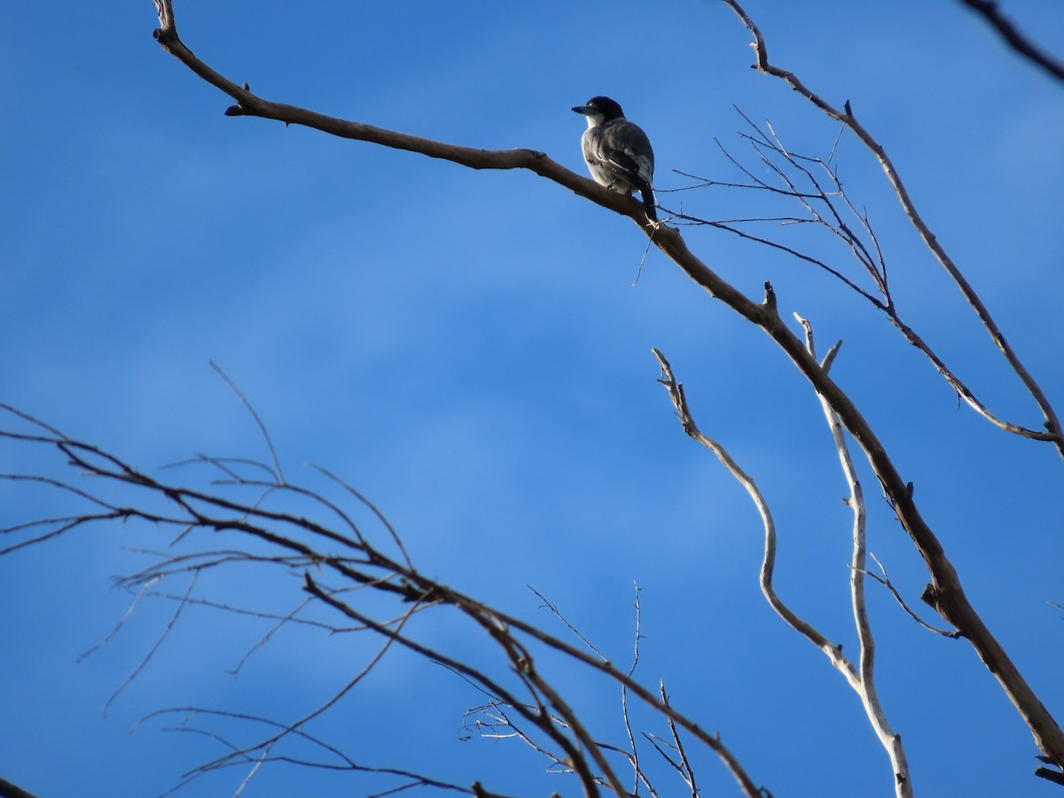 Verdugo Acollarado - ML618253015