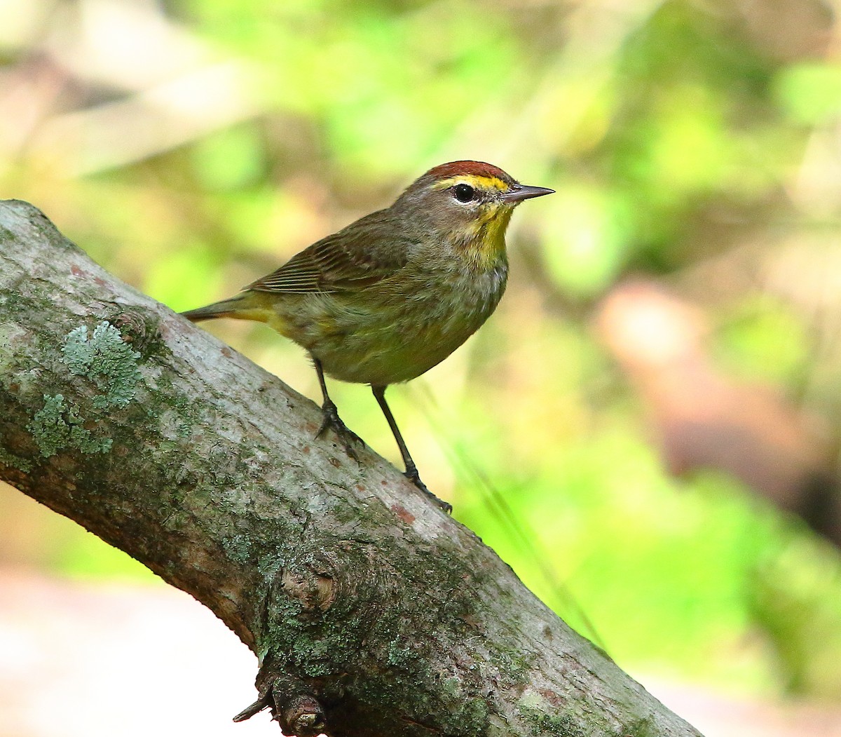 Palm Warbler - Bala Chennupati