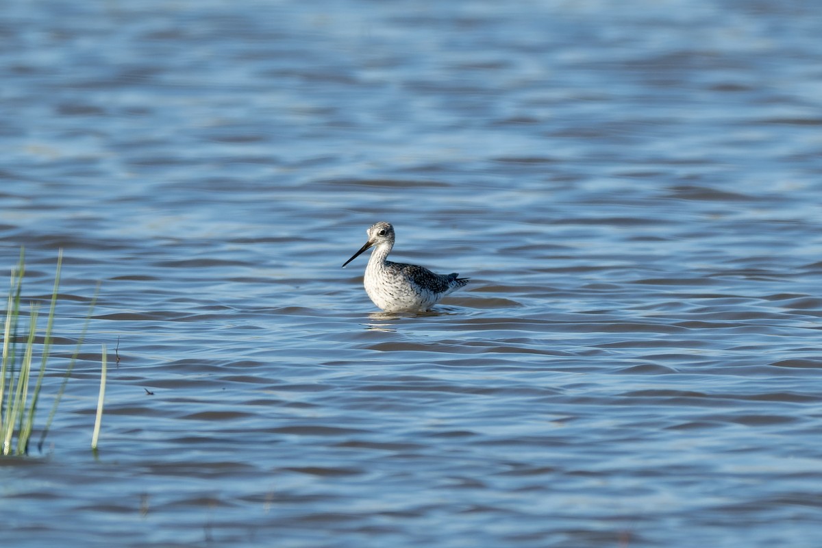 Greater Yellowlegs - Ruslan Balagansky