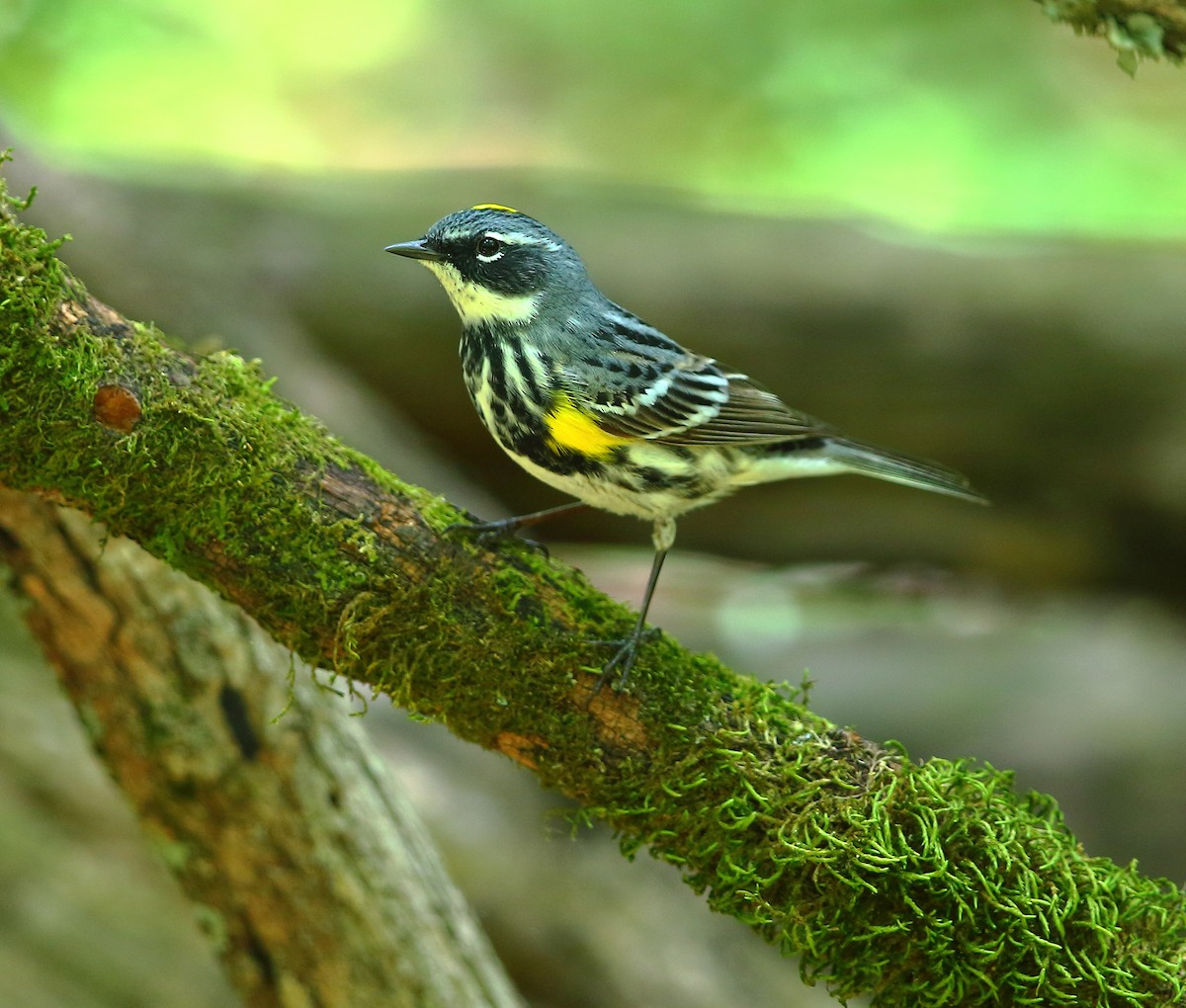 Yellow-rumped Warbler - Bala Chennupati