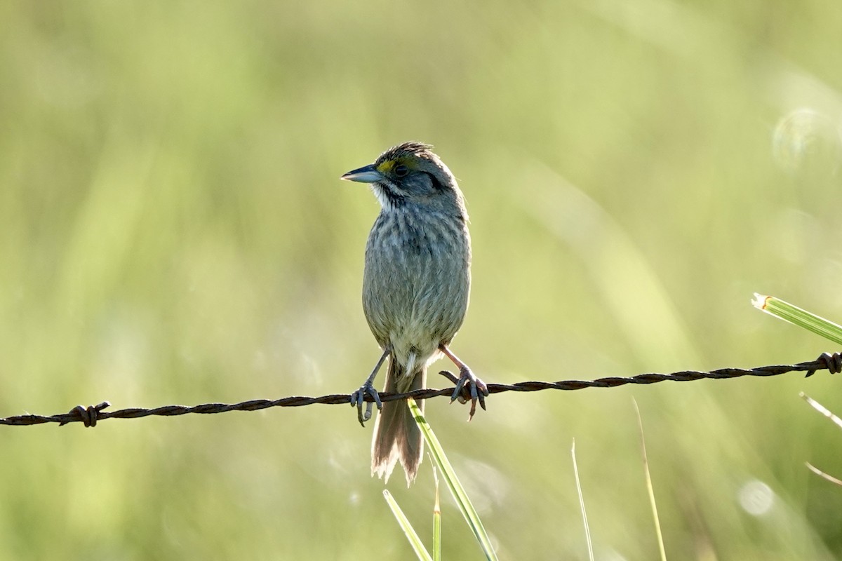 Seaside Sparrow - Bob Greenleaf