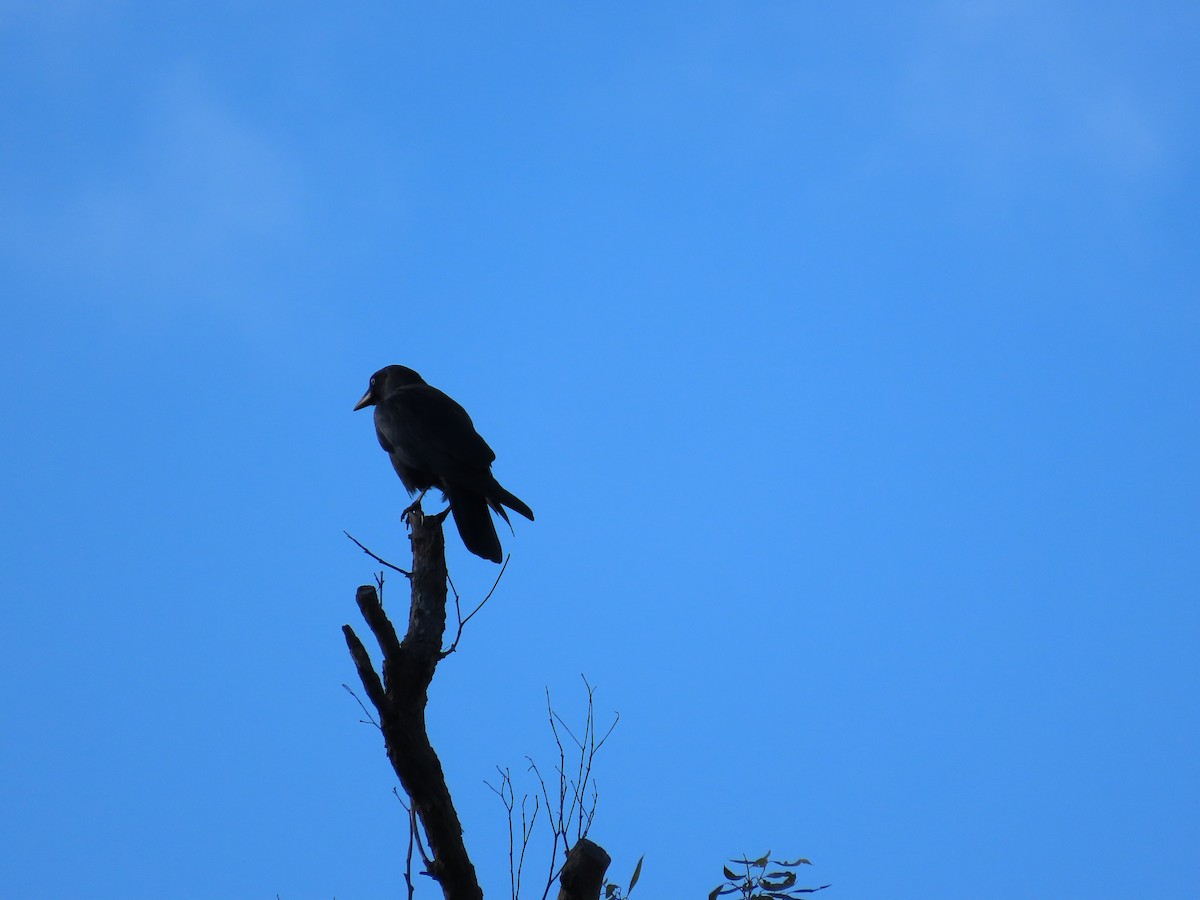 Torresian Crow - Sue's Group