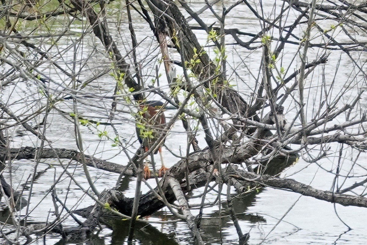 Green Heron - Cheryl Vellenga