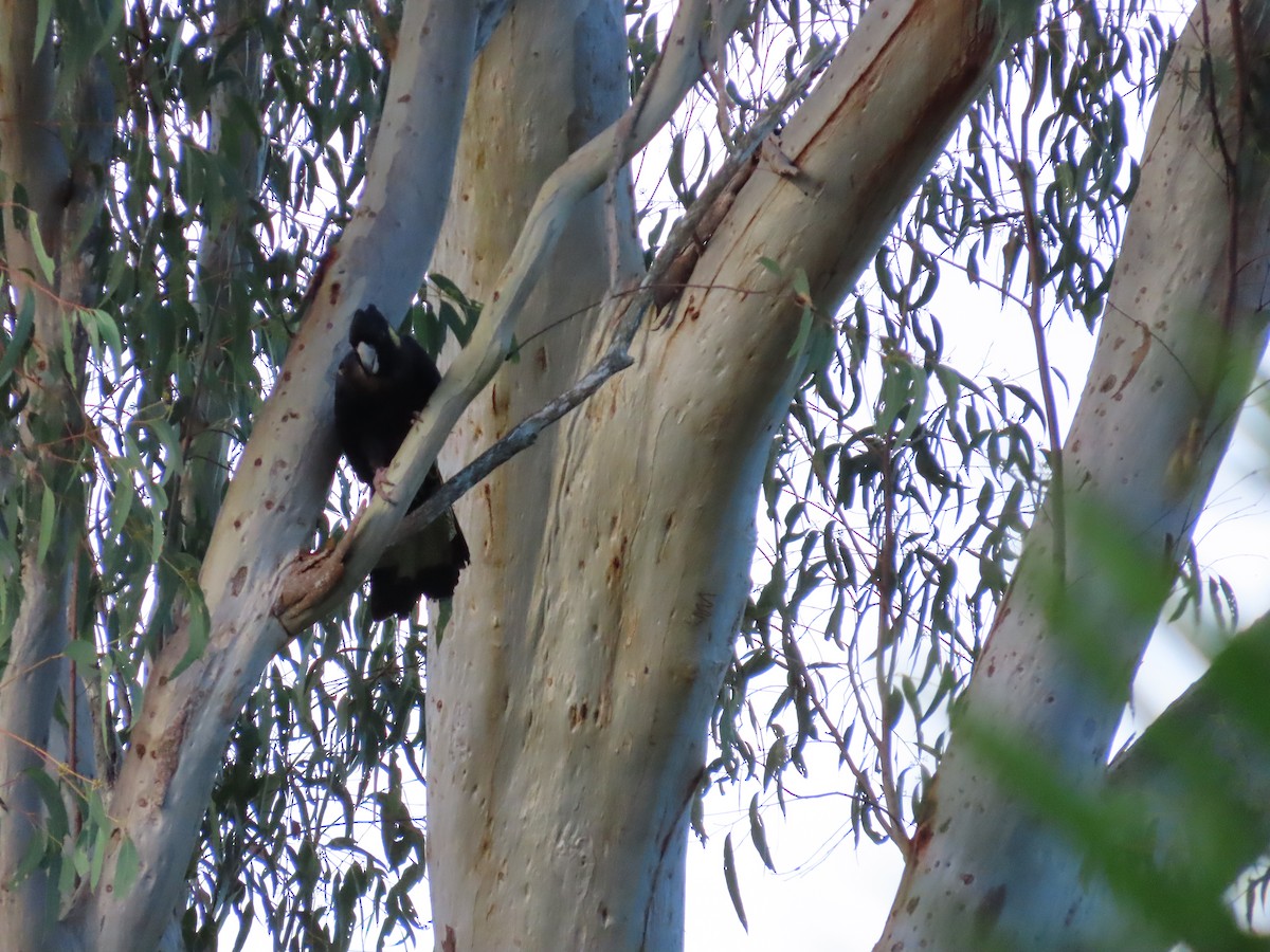Cacatúa Fúnebre Coliamarilla - ML618253042