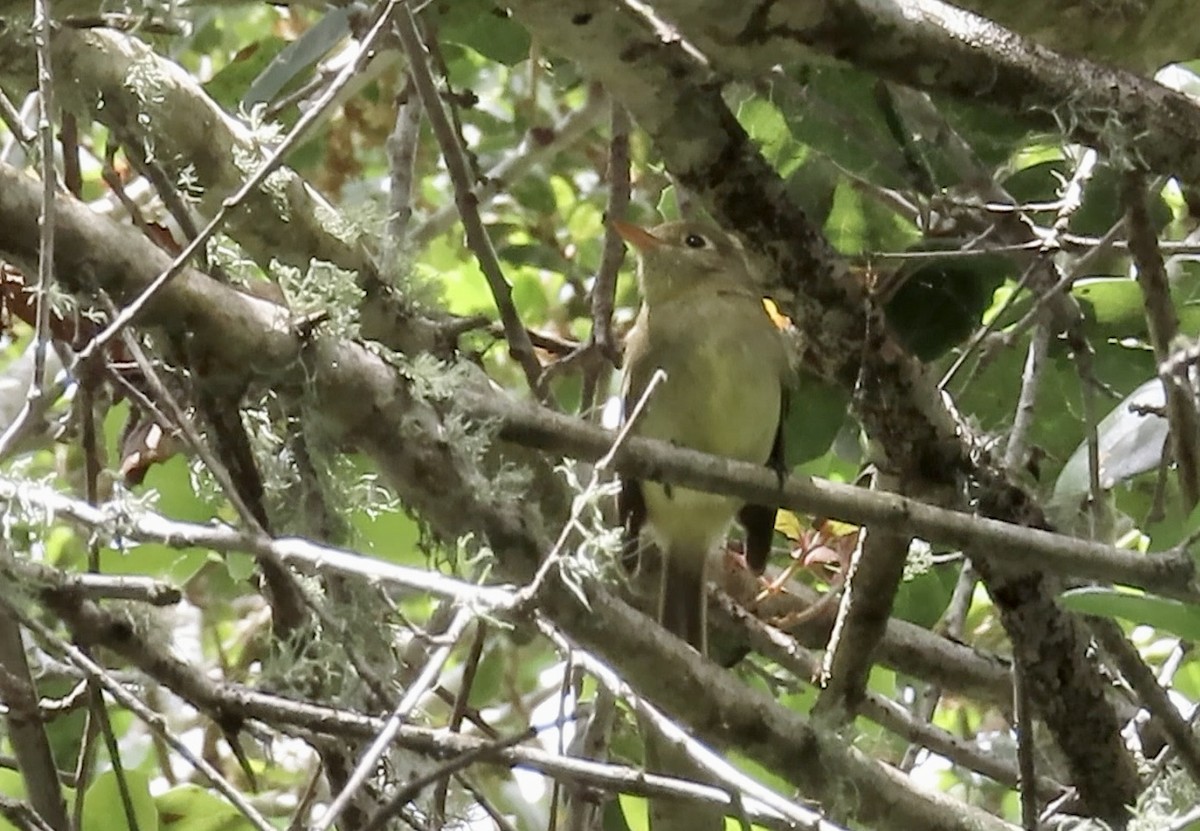 Western Flycatcher (Pacific-slope) - Petra Clayton