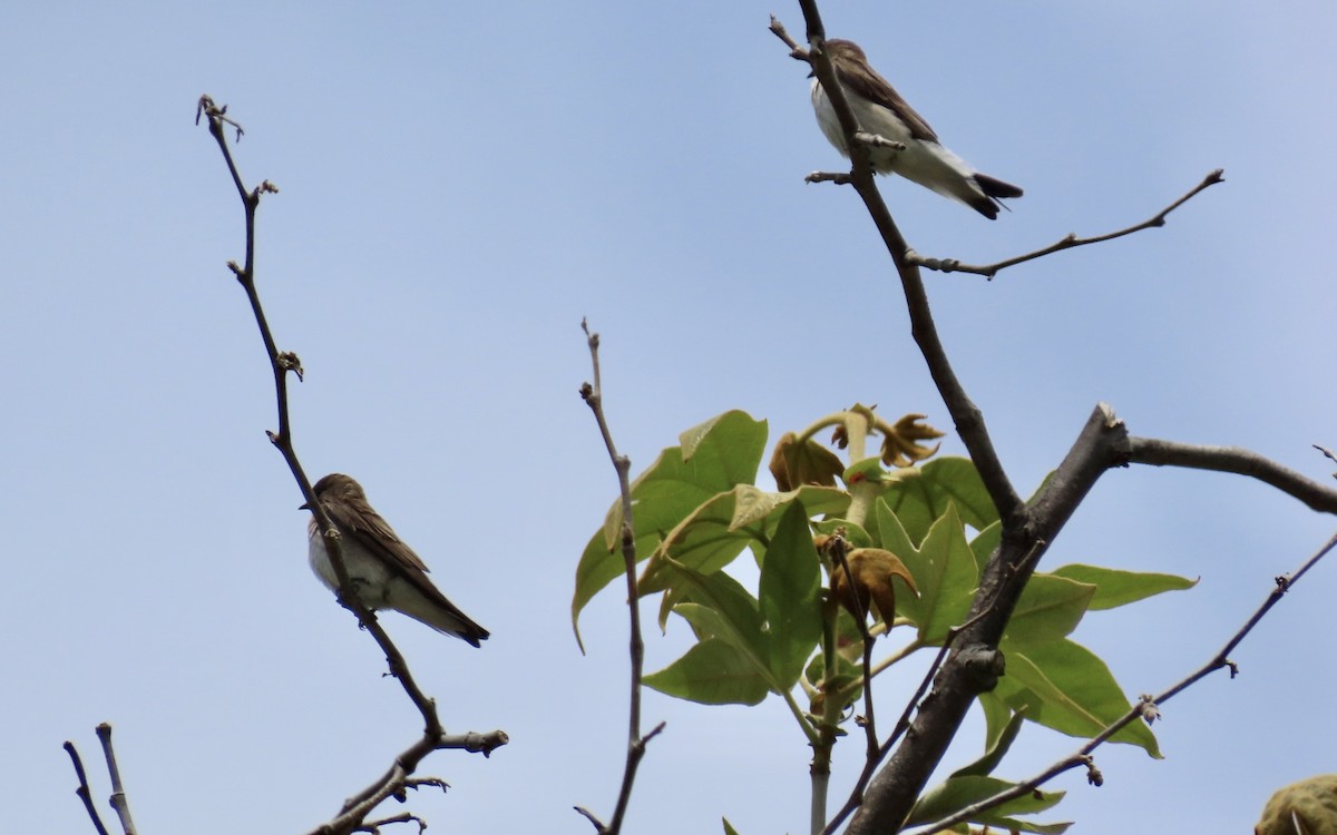 Northern Rough-winged Swallow - Petra Clayton