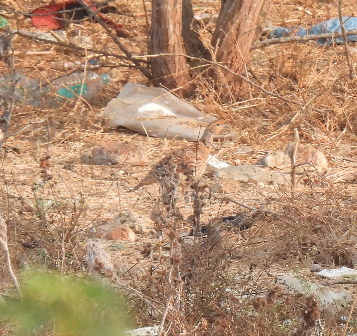 Gray Francolin - ML618253057