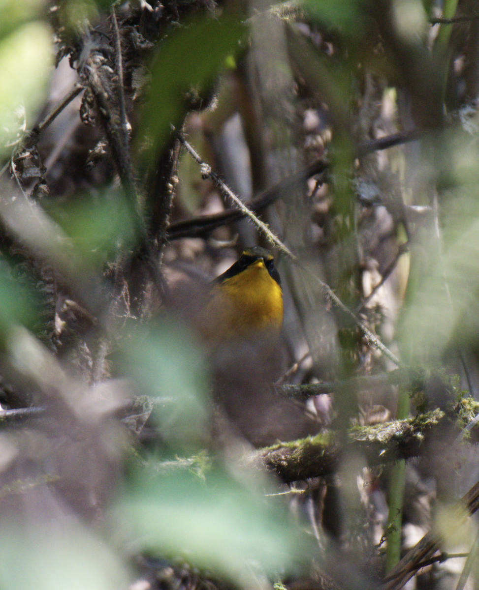 Golden Bush-Robin - Sahil 🐧