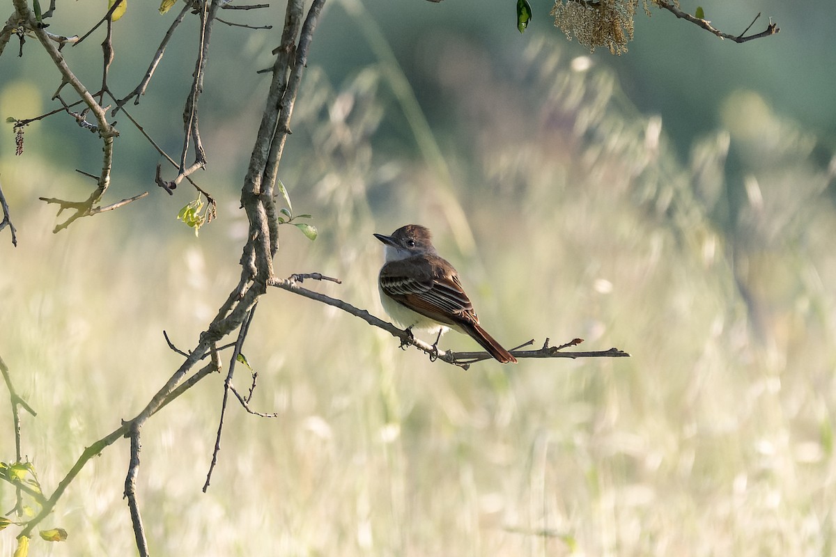 Ash-throated Flycatcher - Ruslan Balagansky