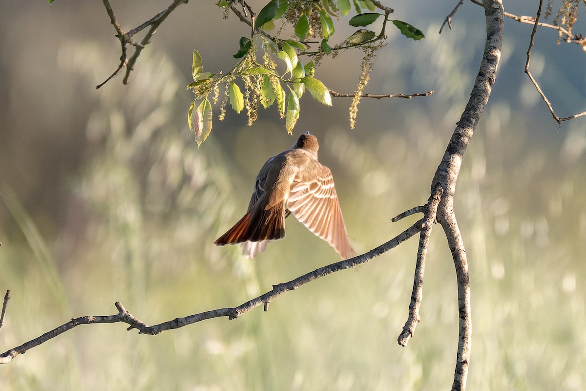 Ash-throated Flycatcher - Ruslan Balagansky