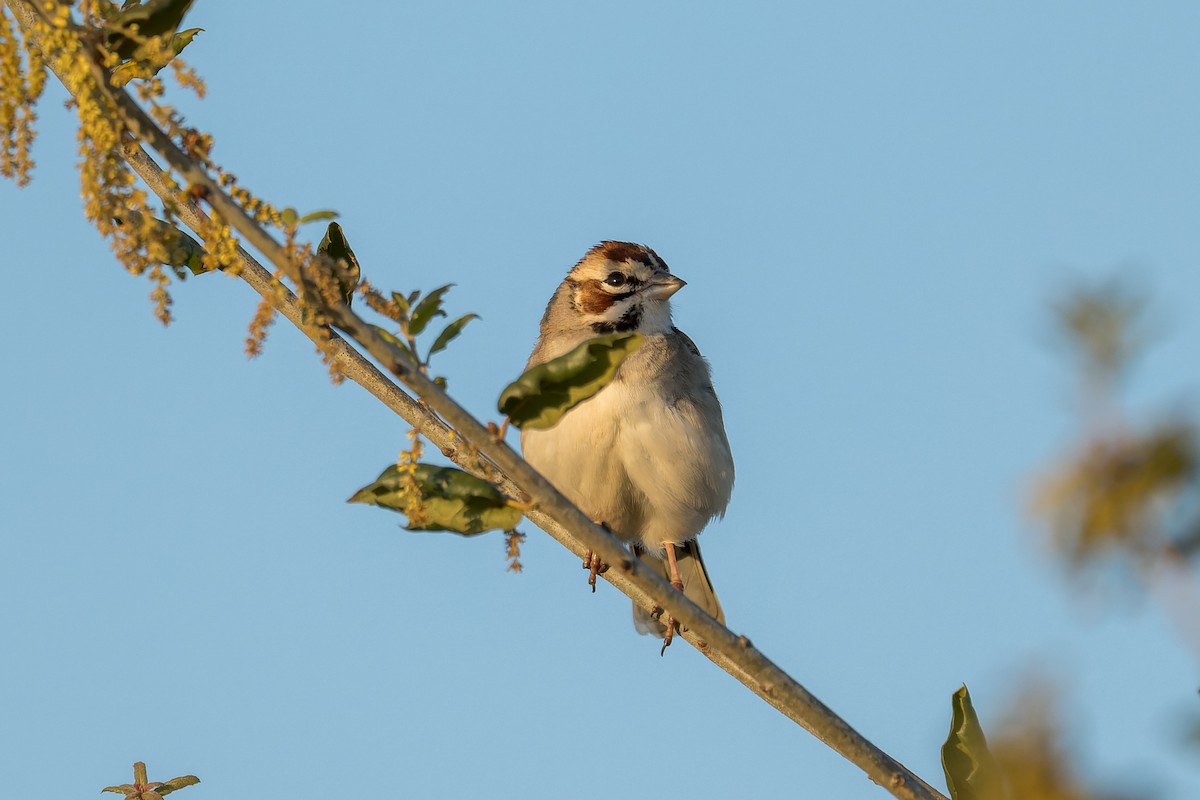 Lark Sparrow - Ruslan Balagansky