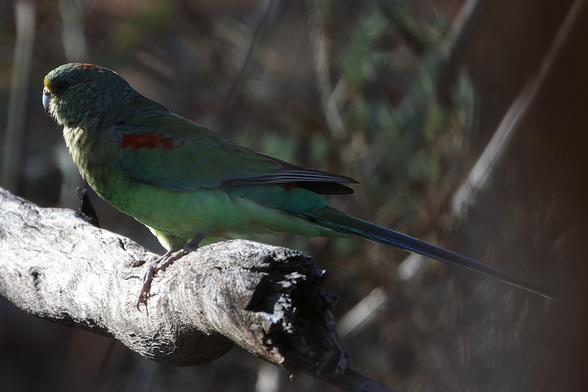 Mulga Parrot - Charles Allan