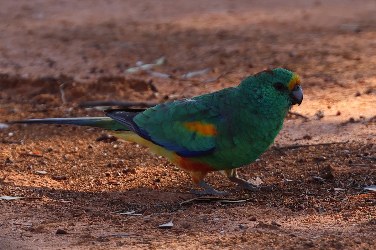 Mulga Parrot - Charles Allan