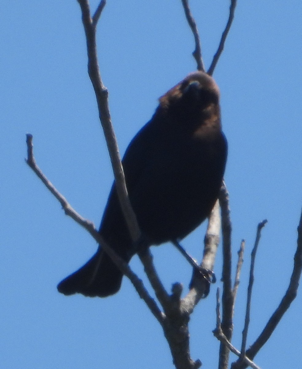 Brown-headed Cowbird - Rodney Macready