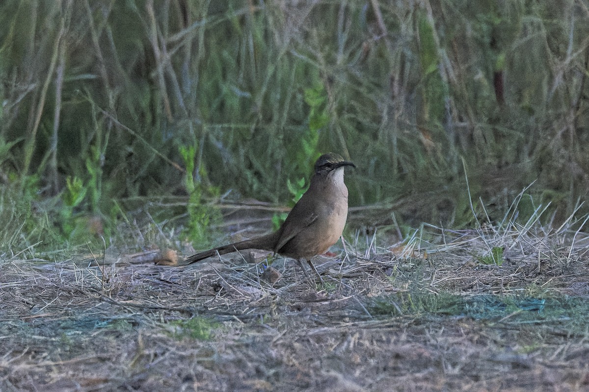 California Thrasher - Ruslan Balagansky