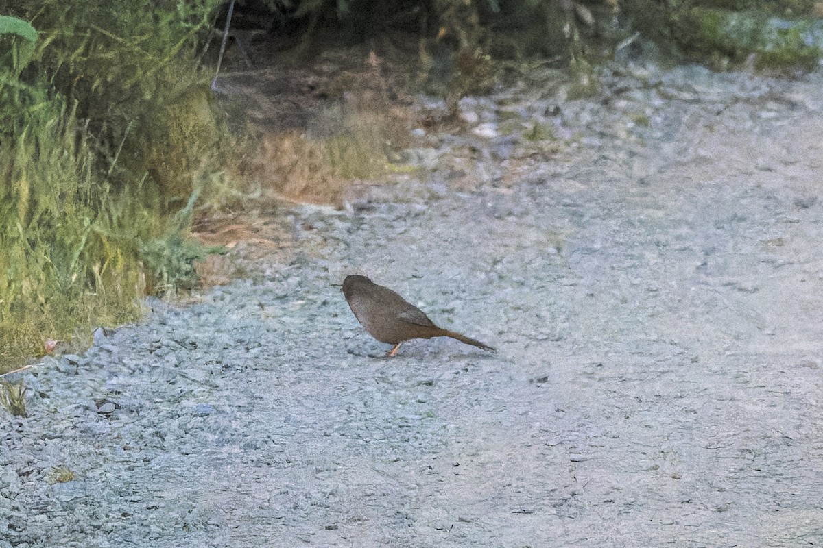 California Towhee - Ruslan Balagansky