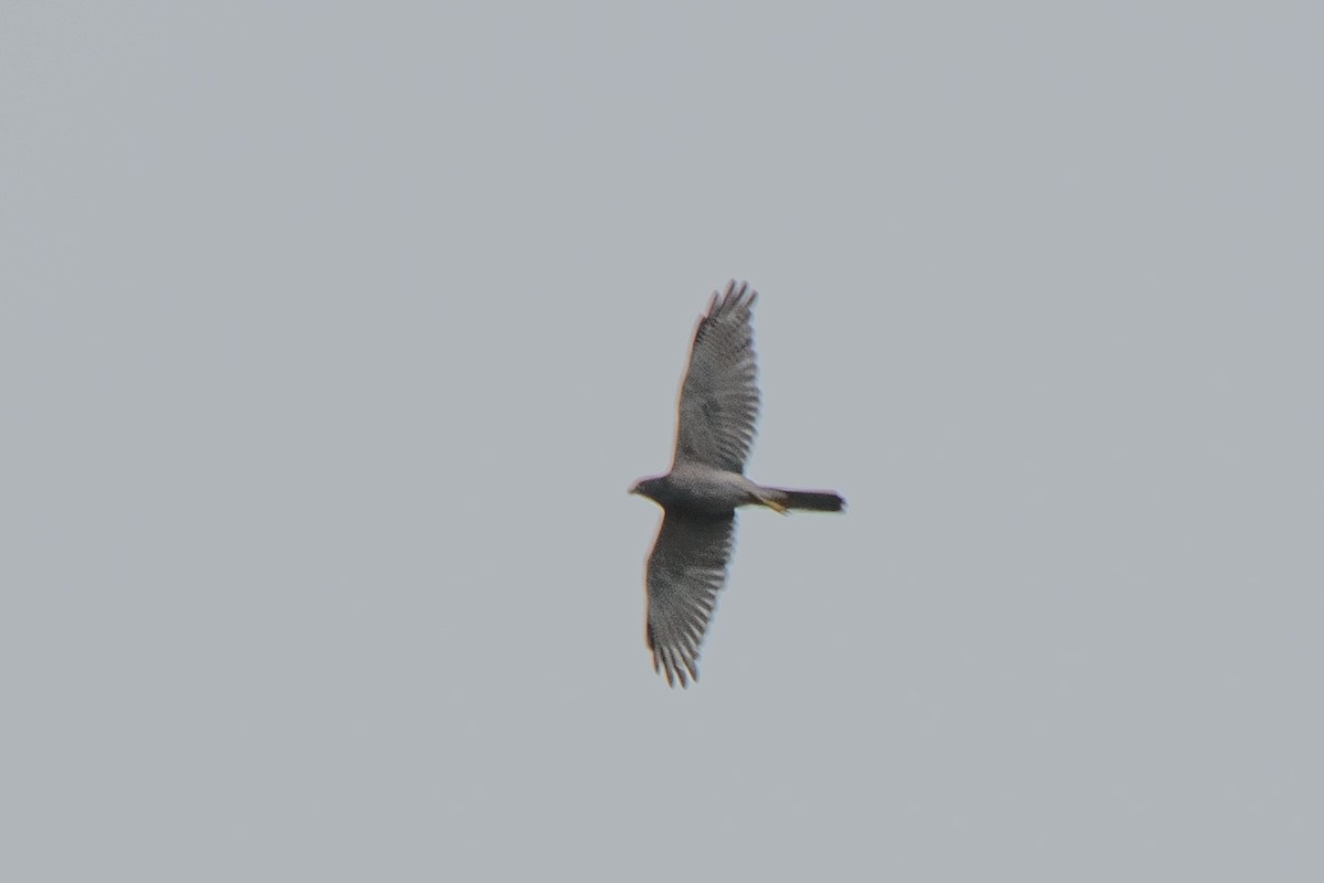 Brown Goshawk - ML618253189