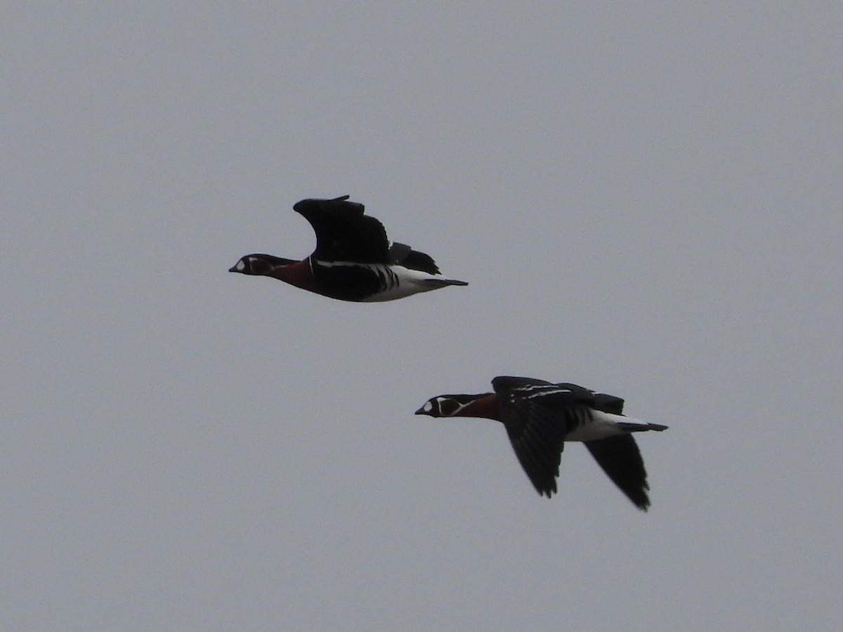 Red-breasted Goose - Lumír Pilch